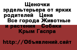 Щеночки эрдельтерьера от ярких родителей › Цена ­ 25 000 - Все города Животные и растения » Собаки   . Крым,Гаспра